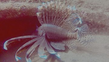 bali99tour-bali-best-diving-2