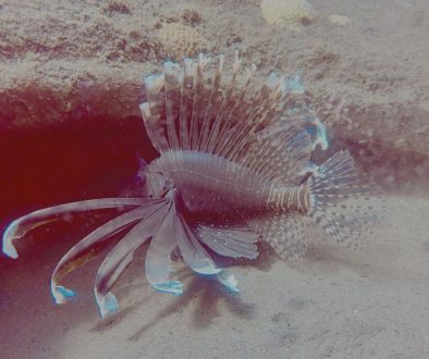 bali99tour-bali-best-diving-2